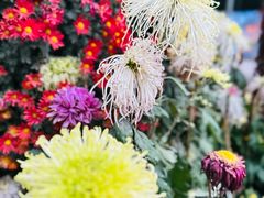 -上海共青森林公园