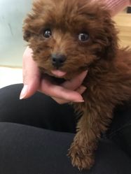 狗狗-JERRY日式美甲美睫纹绣工坊