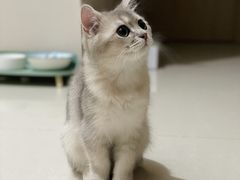 -猫大福·Fortune Cat猫舍(百子湾店)