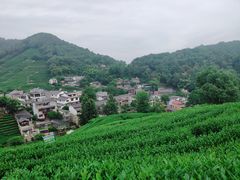 -龙井村