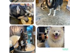 -more than meow吴止猫主题餐厅(承德 中船汇店)