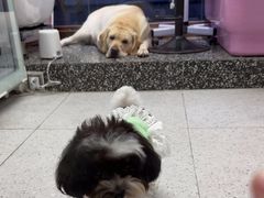 -FAELING PETS美天灵宠物(富力广场店)