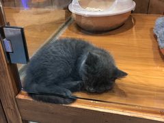 -龟与熊猫宠物公园(南坪店)