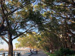 -大湾区中央湿地公园