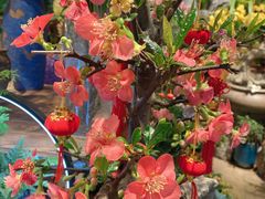 -循礼门鲜花花市(武汉循礼门店)