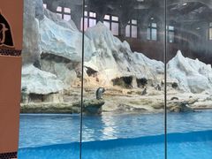 -帝企鹅自助餐厅•儿童岛•真企鹅(长隆企鹅酒店)