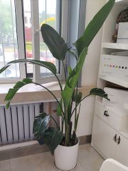 -瑶芳清颜草本祛痘