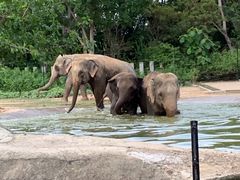 -清迈夜间动物园