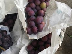 -马陆小张葡萄园农家乐