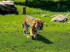 -沈阳森林动物园