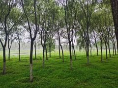 -东郊湿地公园