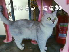 -喵屿·大理花园猫咖
