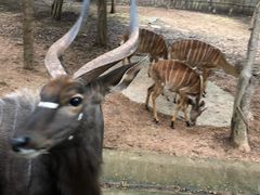 -清迈夜间动物园