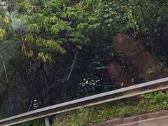 -野象谷景区
