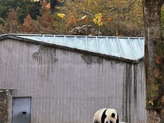 -卧龙中华大熊猫苑神树坪基地