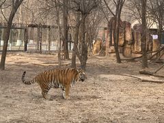 -北京野生动物园
