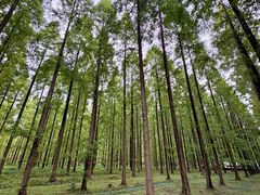 -黄海国家森林公园