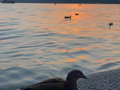 -西湖外事游船(湖滨二公园外事游船码头)