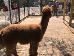 -长白岛森林公园