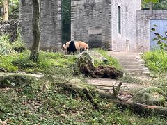 -都江堰中华大熊猫苑