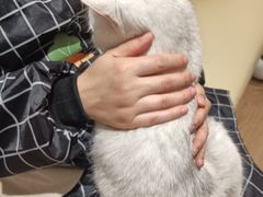 -1013 PET SHOP精品宠物商店(丁香店)