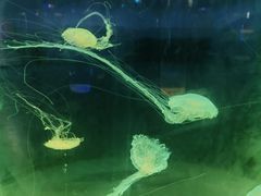 -苏州海洋馆