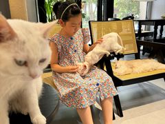-琪喵猫屋·撸猫猫咖·猫舍