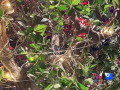 -肉串汪(望京店)