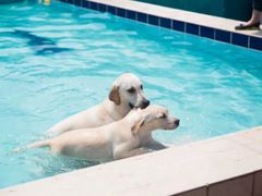 -趣玩宠物乐园寄养训犬训狗游泳池