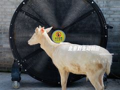 -北京野生动物园