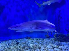 -太平洋海底世界