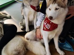 -Husky Go! 哈士奇体验馆·宠物咖啡厅狗咖