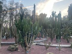 -深圳仙湖植物园