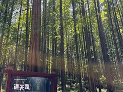 -武陵山森林公园