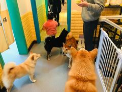 -喜柴咖啡·柴犬狗咖