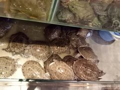 -鳖皇甲鱼餐厅(平阳路店)