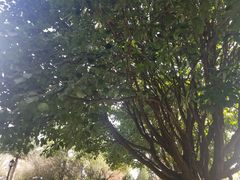 -巍山火巴肉饵丝(大理古城店)