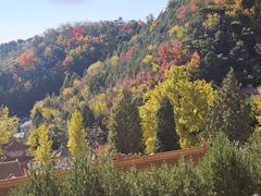 -遵化市禅林寺古银杏风景园