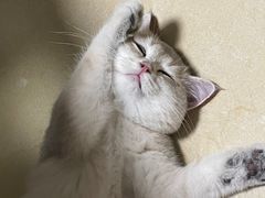 -lincat·猫舍(广州店)