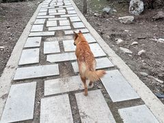 -米堆冰川