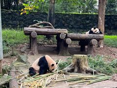 -都江堰中华大熊猫苑