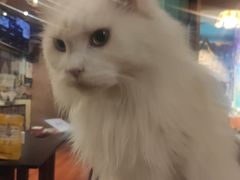 -猫小院猫主题咖啡厅(北锣店)