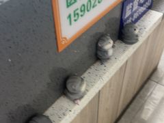 -半岛宠物医院24小时(白果林店)