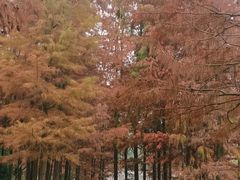 -重庆彩云湖湿地公园