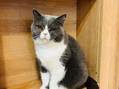 -是阿柴呀！柴犬咖啡·爱喵喵猫咖