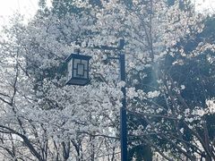 -径山花海