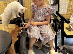 -琪喵猫屋·撸猫猫咖·猫舍