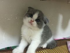 -瑞鹏宠物医院·爱宠堂·骨外专科(西荷分院)