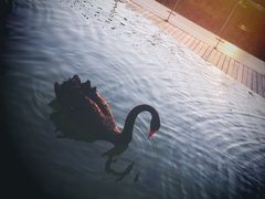 -行者书屋大堂吧 ·下午茶(南京圣和府邸酒店)