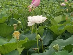 -荷塘月色湿地公园·向阳花洲
